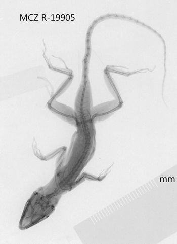Media type: image;   Herpetology R-19905 Aspect: dorsoventral x-ray